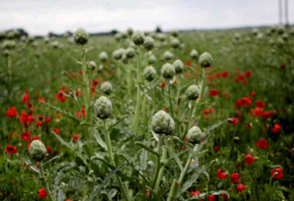 Championing organic farming