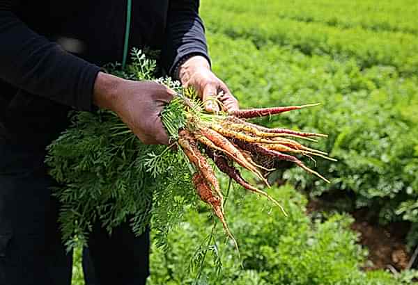 Saying no to artificial pesticides