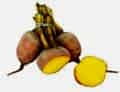 Golden Beetroot