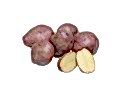 Red Potatoes