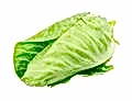 Green Pointed Cabbage