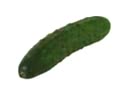 Ridge Cucumber