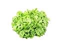 Lamb's Lettuce (Corn Salad)