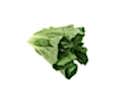 Cos Lettuce